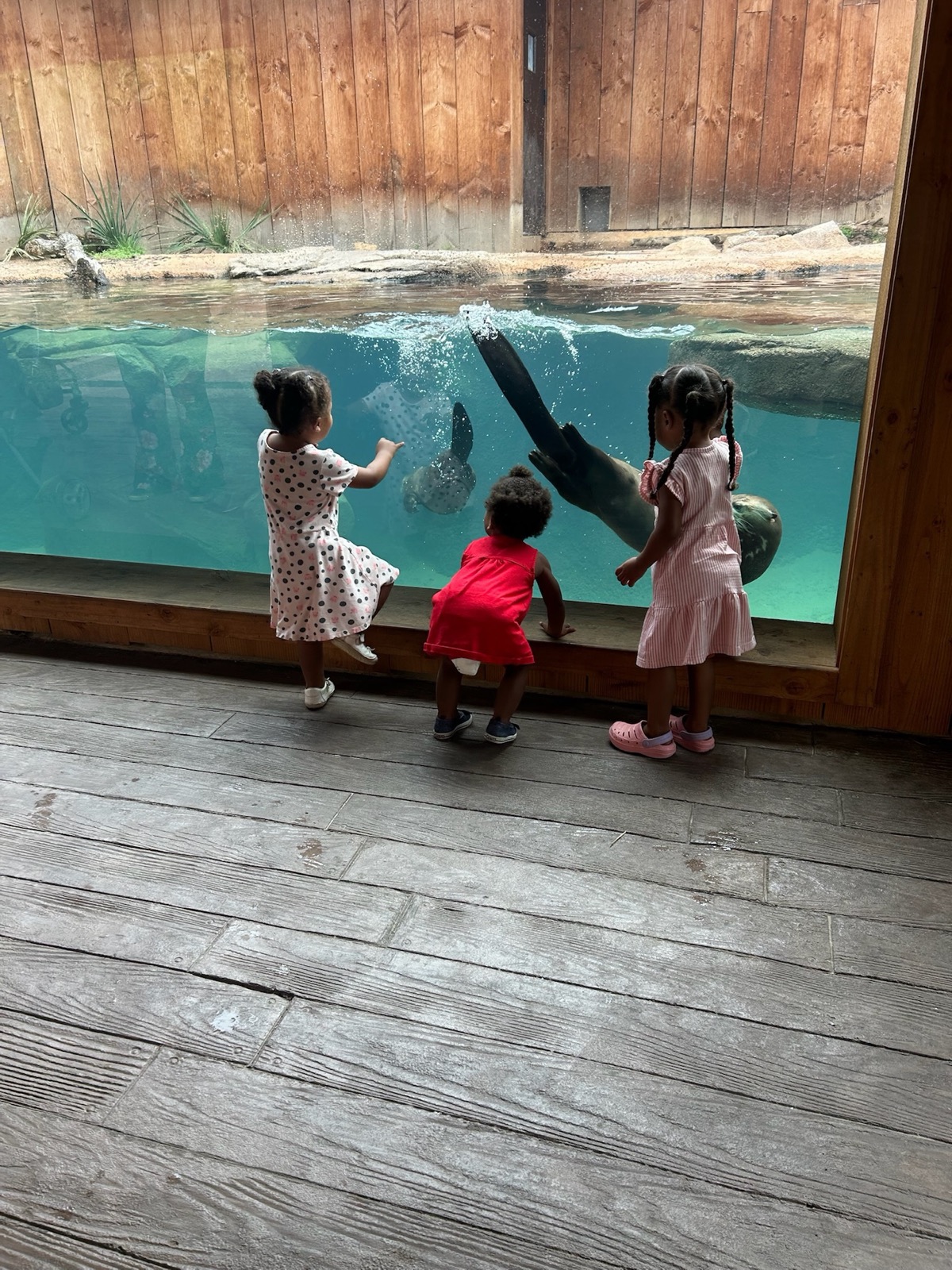 Three young girls from the home watching seals at an aquarium.